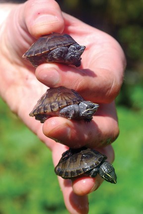 Baby Stinkpot Musk Turtle Baby Stinkpot Musk Turtle
